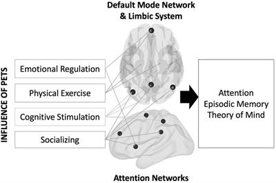 Pet ownership is associated with greater cognitive and brain health in a cross-sectional sample across the adult lifespan